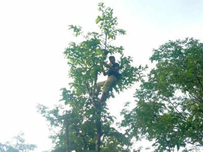 Karnataka: PG student treks 1km, climbs tree on hill to attend online classes