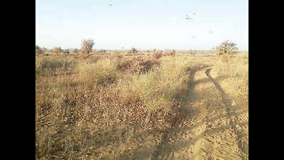 Another locust attack jolts farmers in Rajasthan's Sriganganagar
