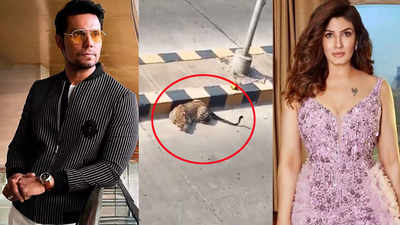 Randeep Hooda fact checks Raveena Tandon after she posts viral video of a leopard on a street