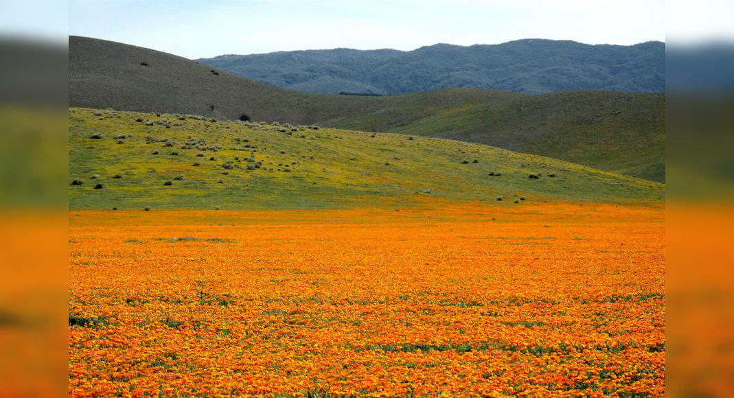 California's orange poppy bloom is so bright that it is visible