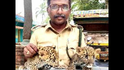 Karnataka: Forest officials help leopard cubs reunite with mother