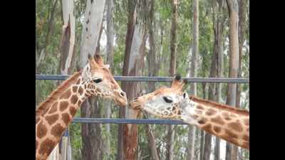 Bannerghatta Biological Park witnesses its first giraffe adoption