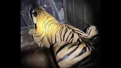 Elusive tiger captured in south Kodagu