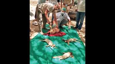 Two held for hunting deer, rabbits in Patan