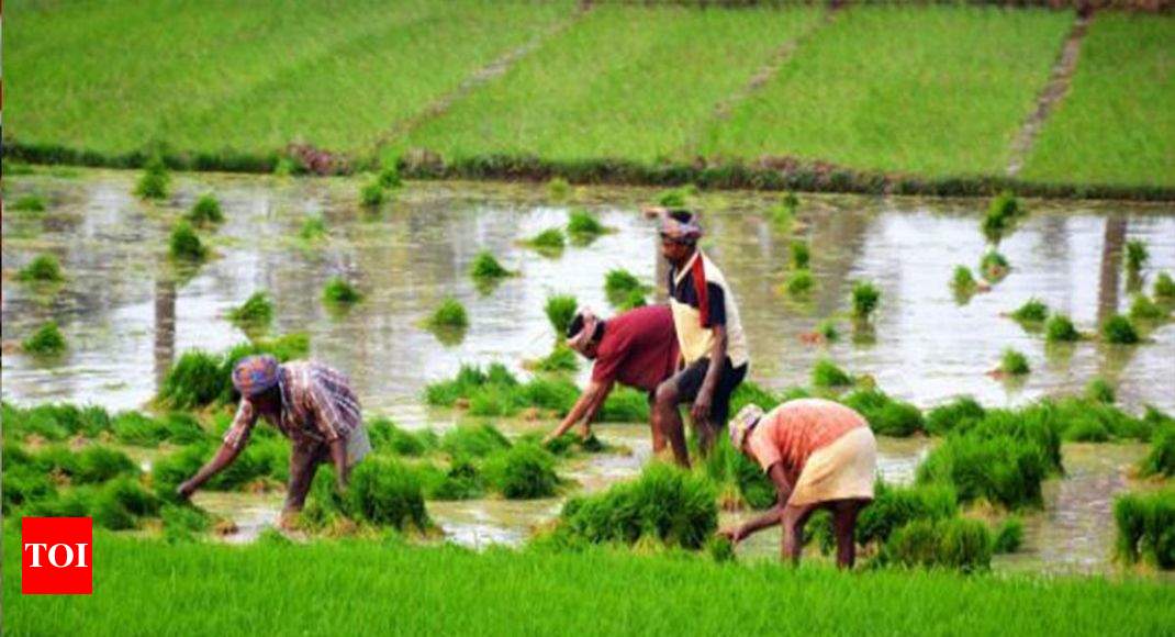 Success is in the air - Rice Farming