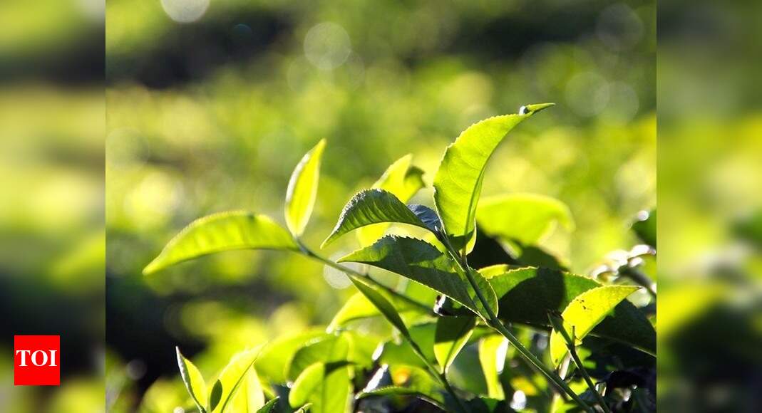 Tamil Nadu: Mute ‘Tea Day’ for Nilgiris’ small tea growers as they wait ...