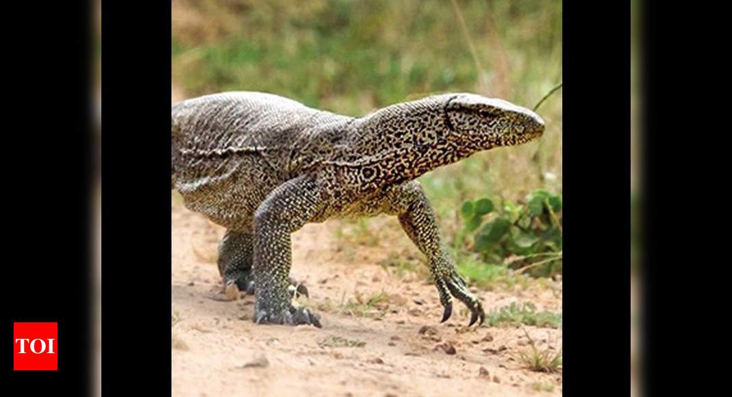 tamil-nadu-four-men-held-for-hunting-monitor-lizards-in-tenkasi