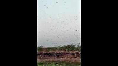 Locusts back in Kutch, North Gujarat