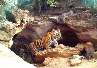 15% cut in funds for tiger reserves across country