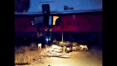 Gujarat: Baby born in ambulance as lions block road