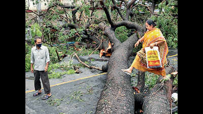 Kolkata loses 5,000 trees, experts want shift in plantation pattern