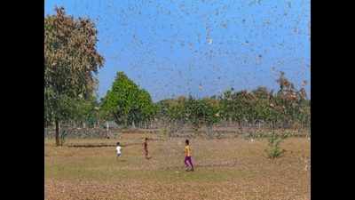 Rajasthan is fighting dual battle against coronavirus & locust