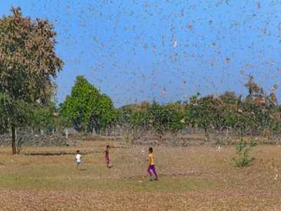 Rajasthan is fighting dual battle against coronavirus & locust