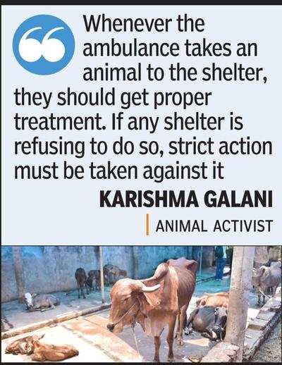 Cattle sheds turning their backs on sick animals due to Covid fear, say  activists | Nagpur News - Times of India