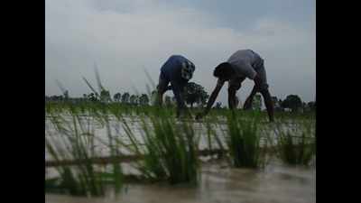 Punjab likely to see 20% mechanised paddy sowing