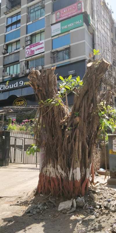 the murder of 50+ old tree