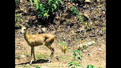 Gujarat: Shy antelope doesn’t mind being photographed in Mahisagar