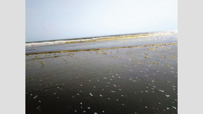 Annual eyesore: Tar balls mar several beaches across Goa