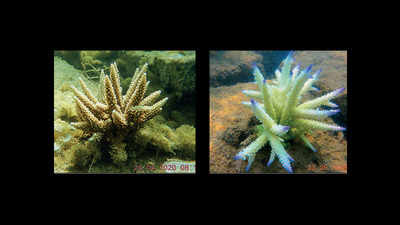Record-hot sea surface bleaches corals along Tamil Nadu coast