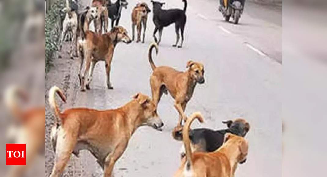 Pune: Animal lovers come to the rescue of furry friends | Pune News - Times  of India
