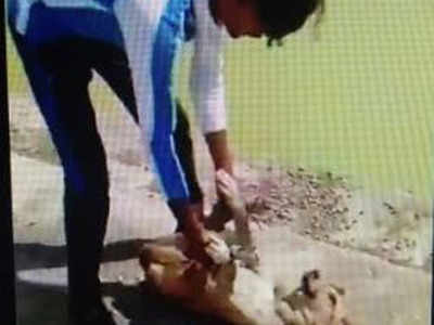 Mumbai teens who drowned dog and posted video identified in Ujjain; FIR lodged