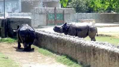 Water coolers, special diet for animals’ comfort at Kanpur Zoo