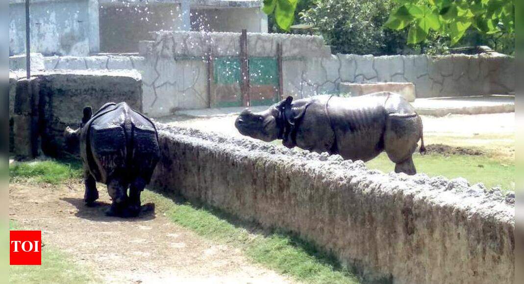 Water coolers, special diet for animals’ comfort at Kanpur Zoo Kanpur