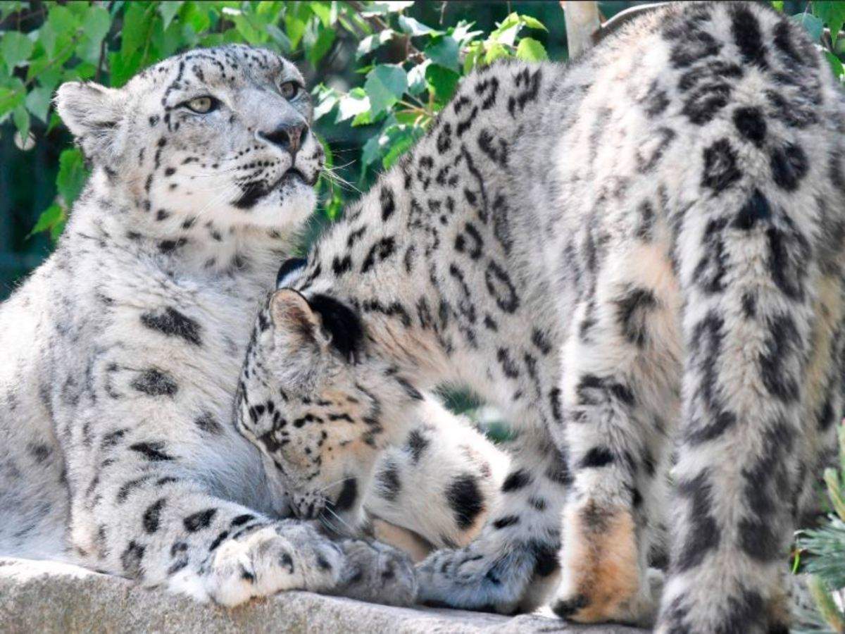 Sikkim Animals Name Snow Leopard / Wwf Protects The Endangered Snow ...