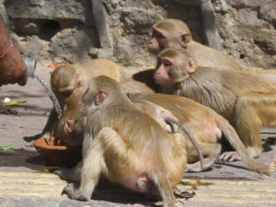 Monkeys drinking water near Delhi University during hot day in Delhi on Monday.