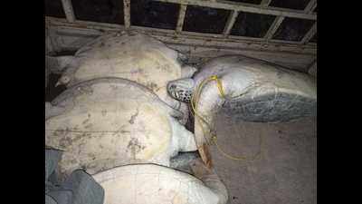 Four Olive Ridley turtles rescued from poachers in Tamil Nadu
