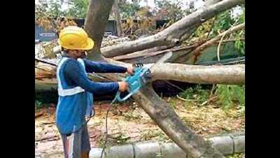 Metro helps KMDA remove trees from Subhas Sarobar