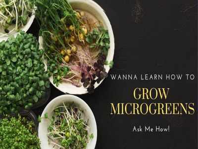 Learn to grow your own microgreens at this online workshop