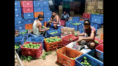 Maharashtra: Mango-pluckers in Konkan have no work, no train back to Nepal