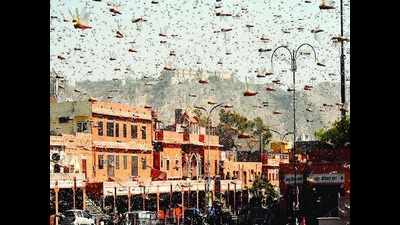 When flying pests raided Jaipur for a day