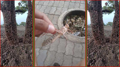 Nagpur: Locust outbreak in Katol Narkhed puts crops in imminent danger