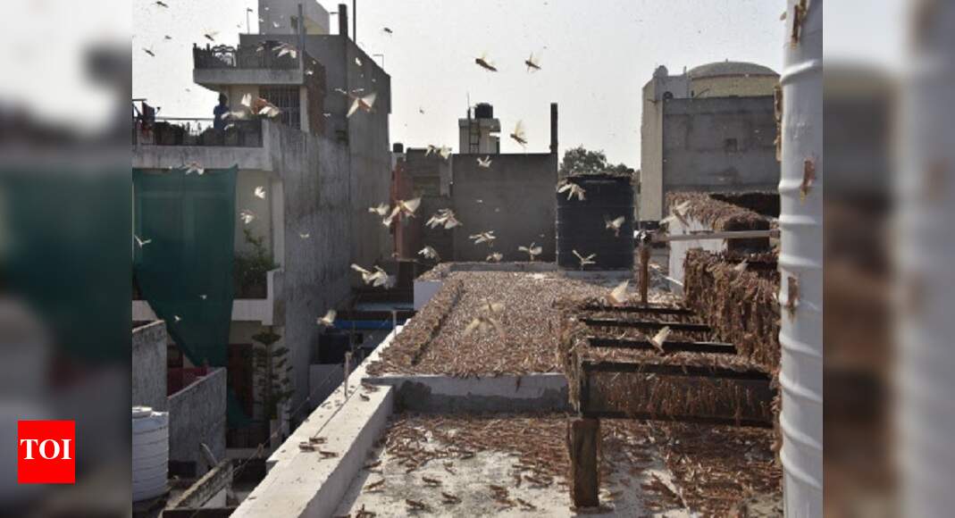 Jodhpur all geared up to contain the menace Jodhpur News Times of India