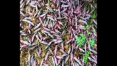 Farmers in Madhya Pradesh's Sehore beat utensils to keep locusts at bay