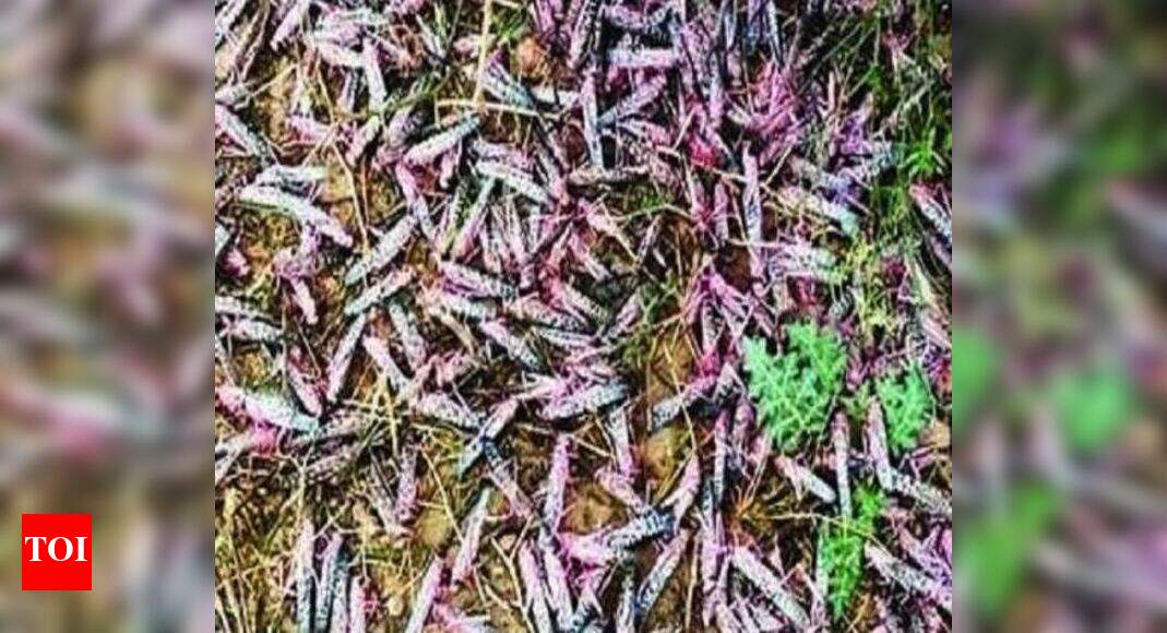 Locust Attack in Madhya Pradesh: Farmers in Madhya Pradesh's Sehore ...