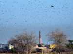 Scary pictures of Locust Swarms, which is about to attack Delhi and UP