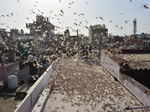 Scary pictures of Locust Swarms, which is about to attack Delhi and UP