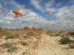 Scary pictures of Locust Swarms, which is about to attack Delhi and UP