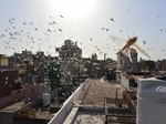 Scary pictures of Locust Swarms, which is about to attack Delhi and UP