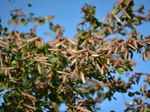 Scary pictures of Locust Swarms, which is about to attack Delhi and UP