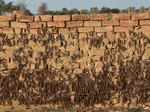 Scary pictures of Locust Swarms, which is about to attack Delhi and UP