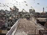 Scary pictures of Locust Swarms, which is about to attack Delhi and UP