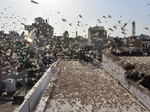 Scary pictures of Locust Swarms, which is about to attack Delhi and UP