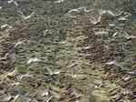 Scary pictures of Locust Swarms, which is about to attack Delhi and UP