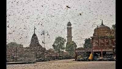 Wind may bring swarm of locusts from Jaipur