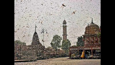 Wind may bring swarm of locusts from Jaipur to Delhi