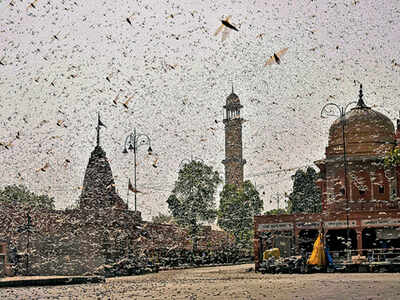 Unwelcomed winged visitors infest Jaipur